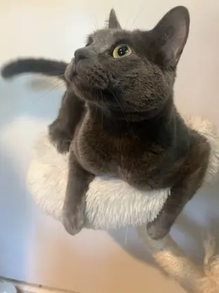 Tia