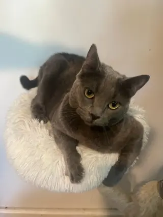 Tia