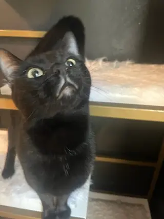 Otis