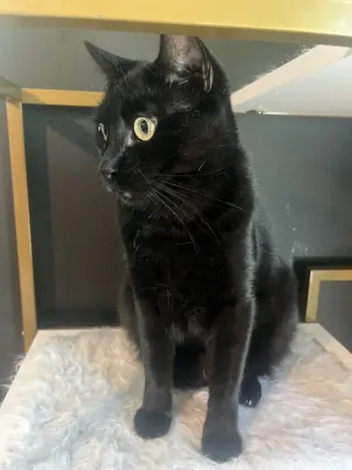 Otis