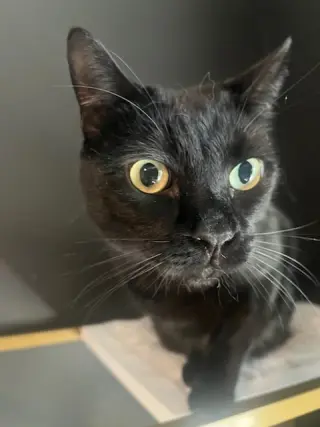 Otis