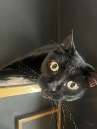 Otis