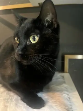 Otis