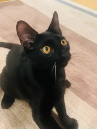 Elvis Purressley
