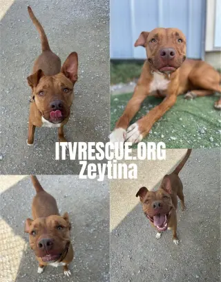 Zeytina