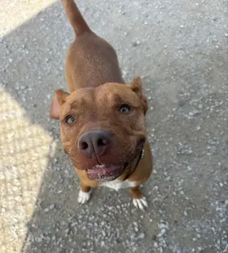 Zeytina
