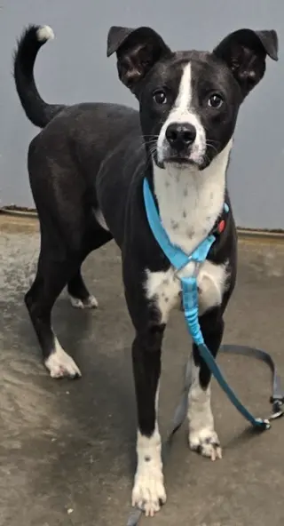Banjo Bandit