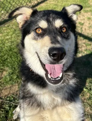 Stella