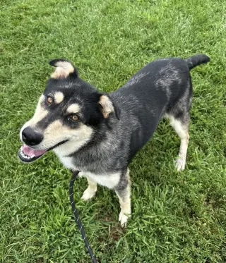 Stella