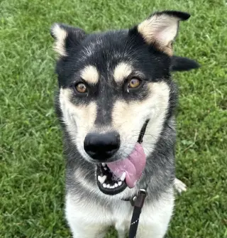 Stella