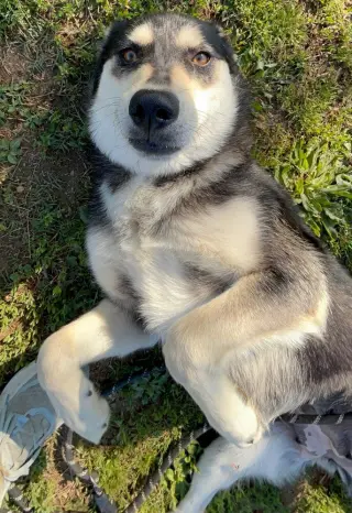 Stella