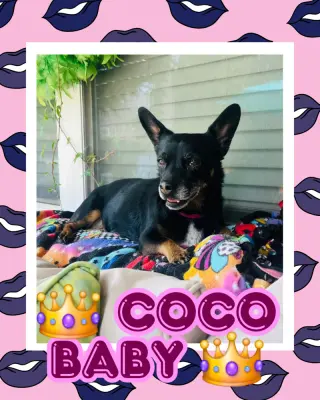 Coco Baby ~