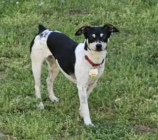 Zuni (GA)