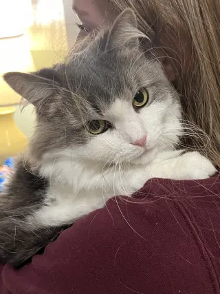 Luna Nes