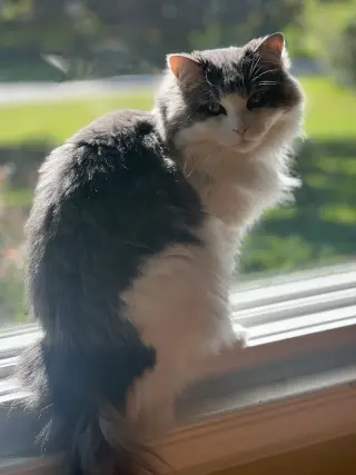Luna Nes