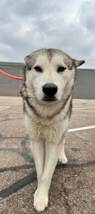 Luna at Large