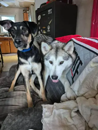 Luna at Large