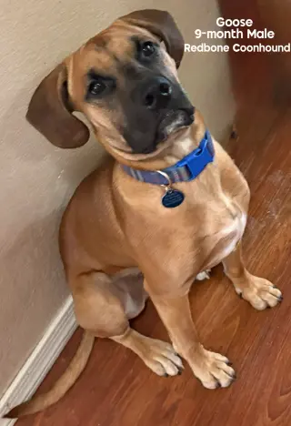 GOOSE – 9 MONTH REDBONE COONHOUND MALE