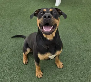 Wally-$75 Adoption Fee! Diamond Dog!