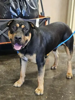 Wally-$75 Adoption Fee! Diamond Dog!