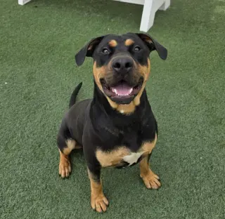 Wally-$75 Adoption Fee! Diamond Dog!
