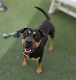Wally-$75 Adoption Fee! Diamond Dog!