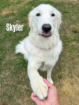 Skye AKA Skyler