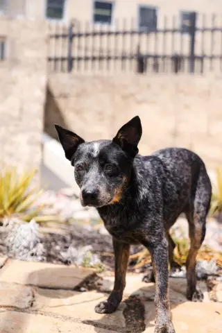 Outlaw-$75 Adoption Fee! Diamond Dog!