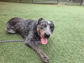 Outlaw-$75 Adoption Fee! Diamond Dog!