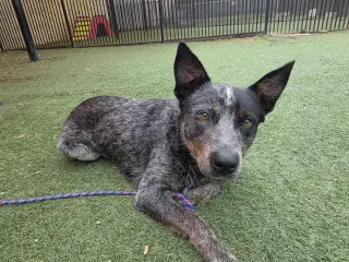 Outlaw-$75 Adoption Fee! Diamond Dog!