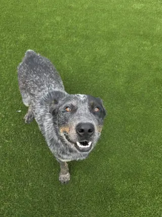 Outlaw-$75 Adoption Fee! Diamond Dog!