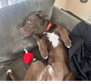 Choco *Courtesy Post* (Albany NY)