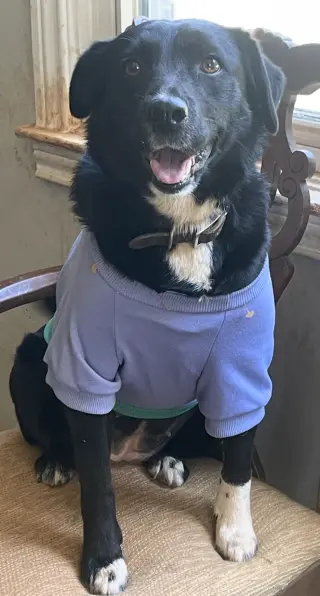 Jasmine *TEMP FOSTER NEEDED