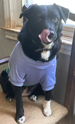 Jasmine *TEMP FOSTER NEEDED