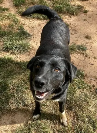 Jasmine *TEMP FOSTER NEEDED