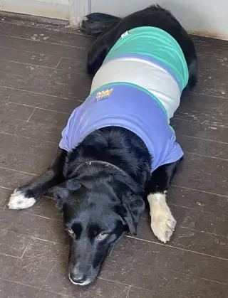 Jasmine *TEMP FOSTER NEEDED