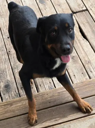 Skip