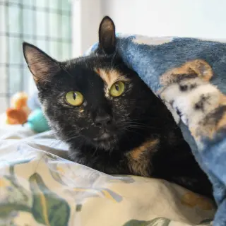 Biscuit