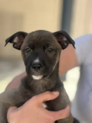 Sable