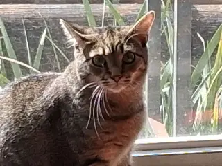 Koby