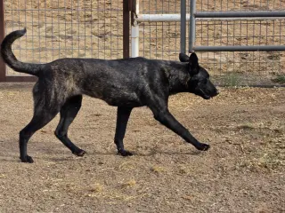 The River Pups - Cotton in NM fka Echo