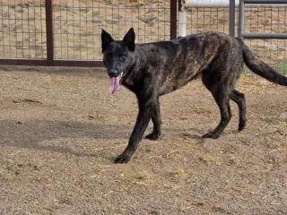The River Pups - Cotton in NM fka Echo