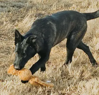 The River Pups - Cotton in NM fka Echo