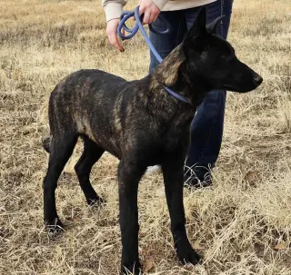 The River Pups - Cotton in NM fka Echo
