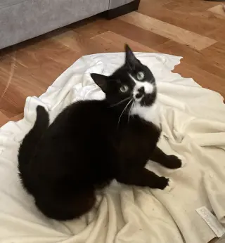 ziggy