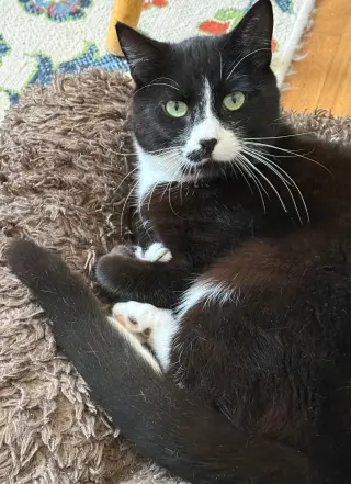 ziggy