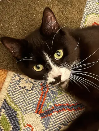 ziggy