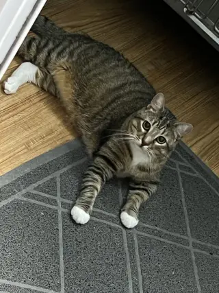 Waffle