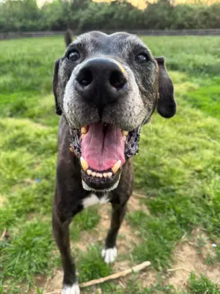 Winston