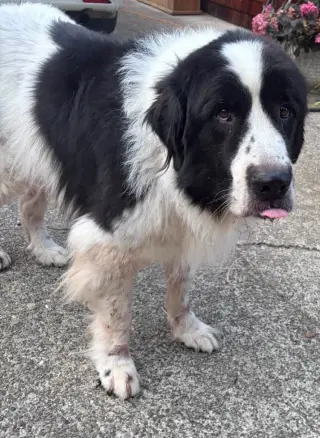 Rosie